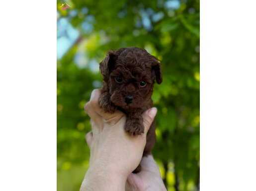 Kopkoyu Poodle Arayanlara