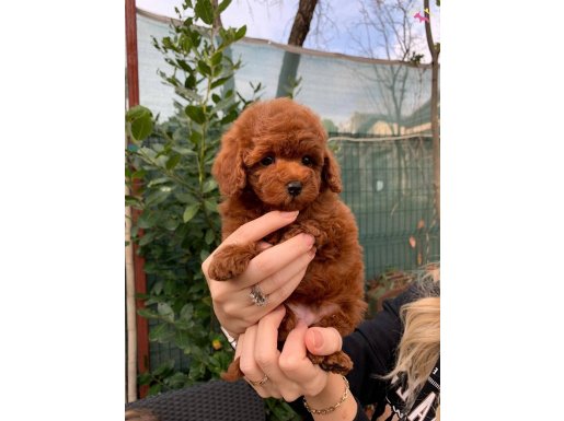 Sevimli Poodle Yavrular