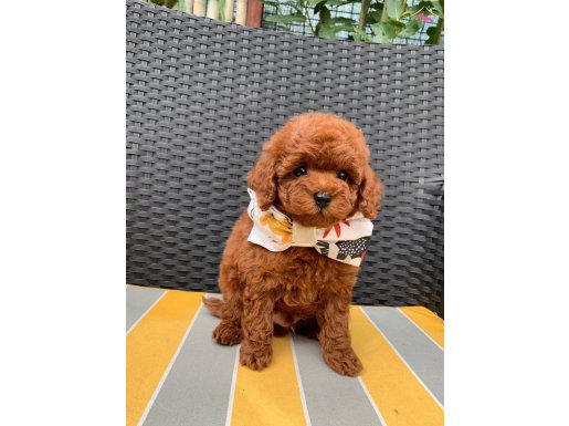 Kore Poodle Yavrular