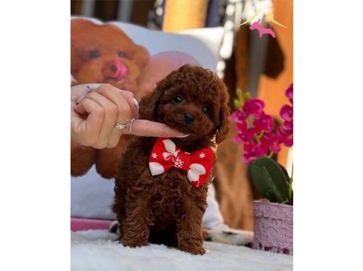 Gerçek Kore Poodle Yavrular