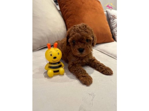 Minicik Toy Poodle Yavrular