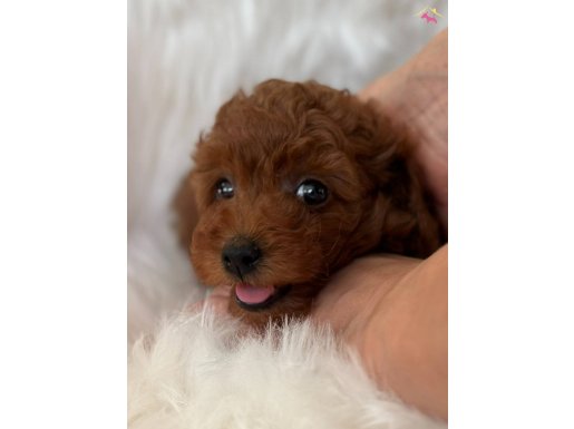 Red Brown Poodle Bebişler
