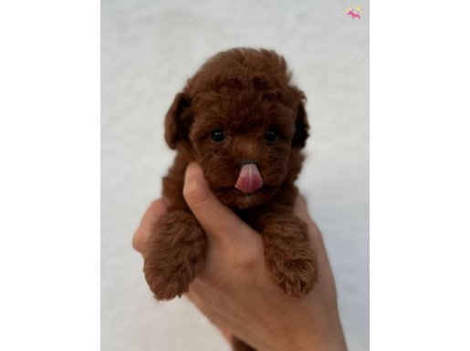 Mikro Poodle İstanbul