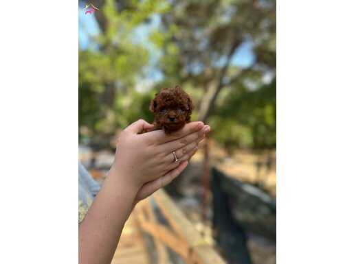 İstanbul Mikro (micro) Poodle