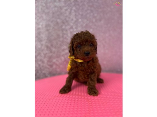 Red Brown Poodle Yavrularımız