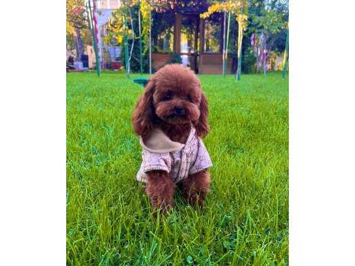 Oğlumuzun Kore Poodle Yavruları