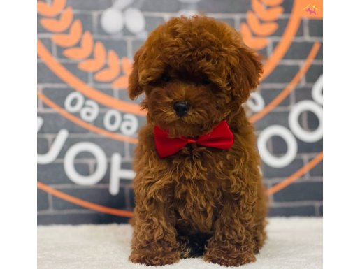 Tüy Yumağı Kore Poodle Yavrular