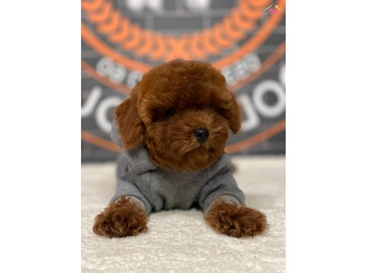 Korean Poodle Bebişler