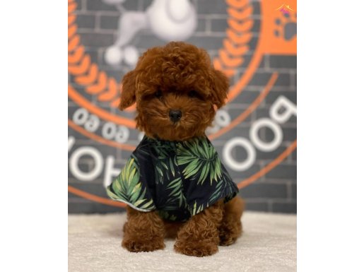 A Class Kore Poodle