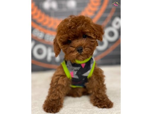 Minicik Kore Poodle Bebişler