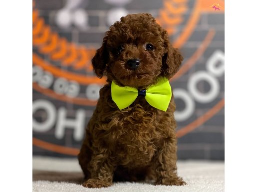 Red Brown Kore Poodle 