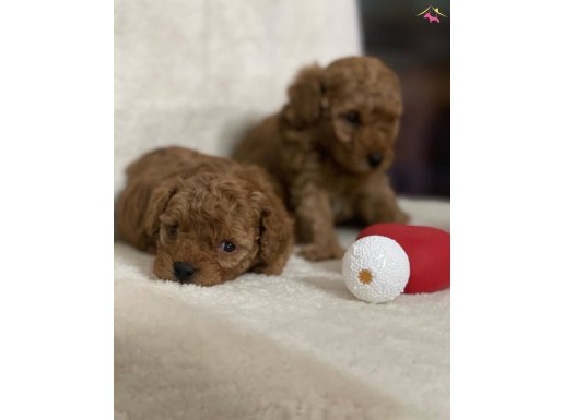 Minik Poodle Yavrular