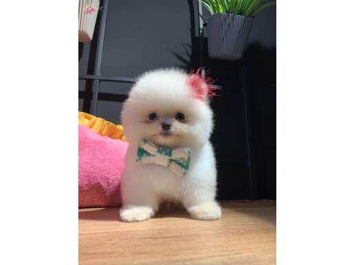 Ayıcık Surat Pomeranian Boo