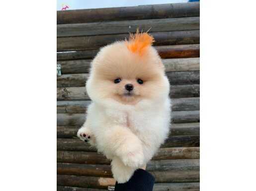 Pomeranian Boo Orijinal Yavrular