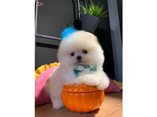 Pomeranian Boo Ayı Surat