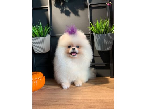 Oyuncak Pomeranian Yavrular