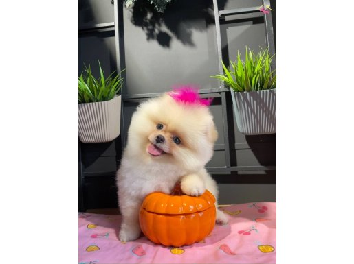 Ayıcık Görünümlü Pomeranian Yavrularımız