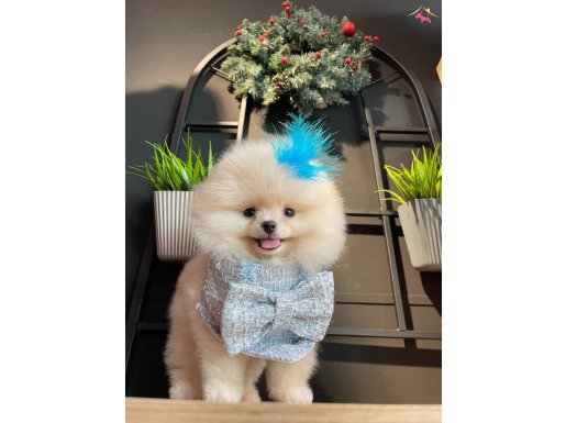 Baby Face Pomeranian Boo