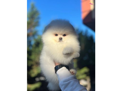 Kore Pomeranian Yavrular