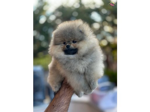 Kaliteli Pomeranian Boo Yavrular