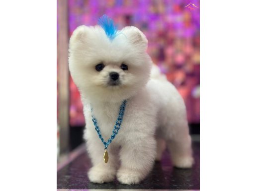Kar Beyaz Pomeranian Boo