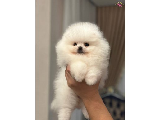 Pofuduk Pomeranian Boo Yavrular