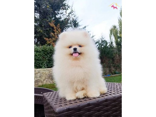 Tüy Yumağı Pomeranian Boo Yavrular