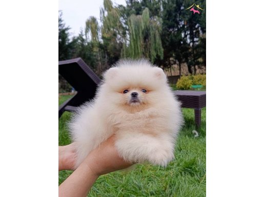 Pomeranian Boo Bebişler