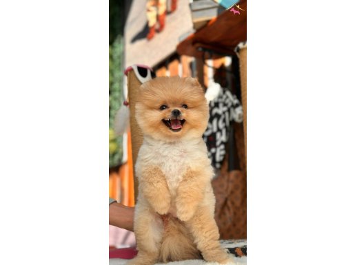 Baby Face Pomeranian Boo Yavrular