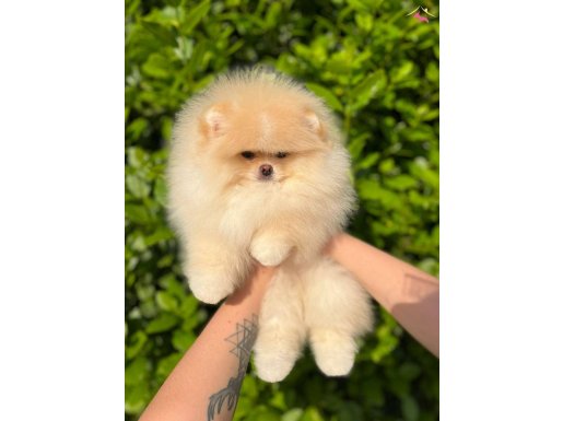 Premium Pomeranian Boo Yavrular