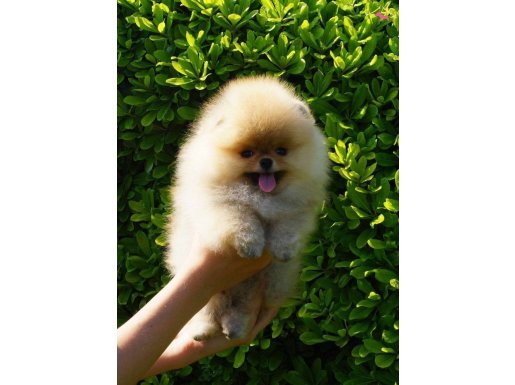 Mini Boy Pomeranian Boo