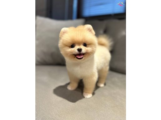 Bebek Yüz Pomeranian Boo Yavrular