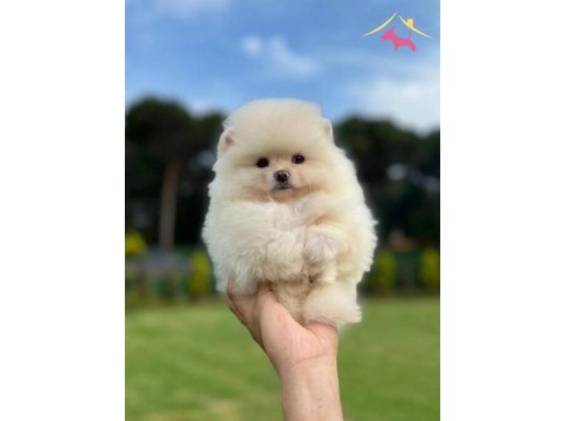 Beyaz Pomeranian Boo Yavrular