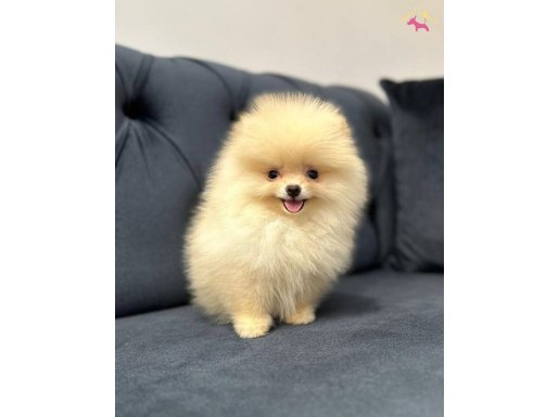 Krem Pomeranian Boo Yavrular