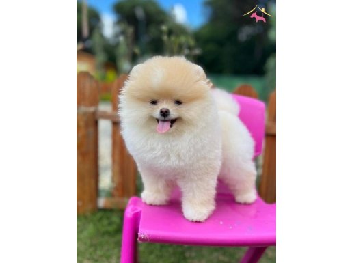 Ayı Surat Pomeranian Boo Yavrular