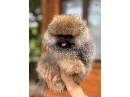 Pomeranian Boo Orange