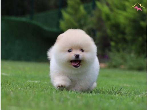 Teddy Face Pomeranian Boo Yavrular
