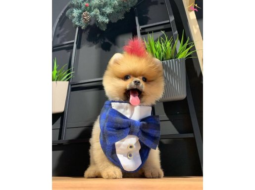 Pomeranian Boo Orange