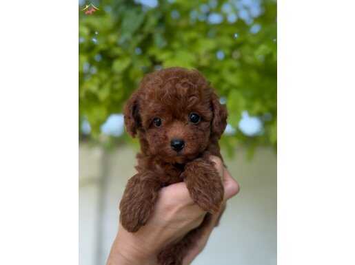 Kore Poodle Yavrular