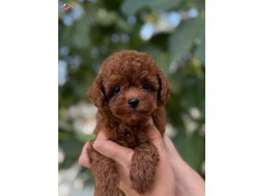 Baby Face Kore Poodle Yavrular