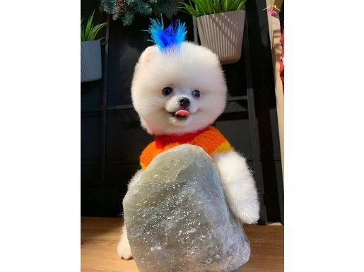 Gerçek Pomeranian Boo lar