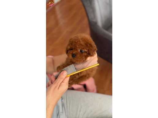 Mini Micro Poodle Yavrular