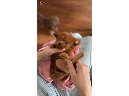 Minicik Poodle Yavrular