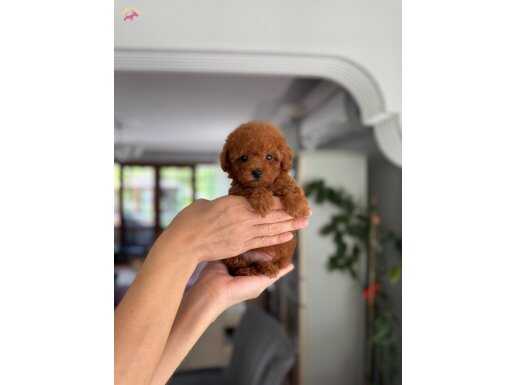 Ayı Surat Kore Poodle Yavrular