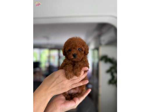 Teddy Face Kore Poodle yavrular 