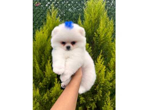 Kar Beyaz Pomeranian Boo Yavrular
