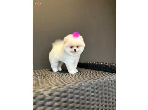 Beyaz Pomeranian Boo