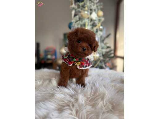 Yeni Yıl Toy Poodle Yavrularımız
