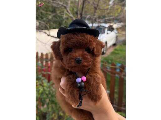 İstanbul Beylikdüzü Kore Poodle Yavrular