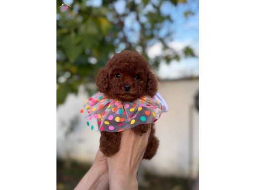 Kore Toy Poodle Yavrular Beylikdüzü